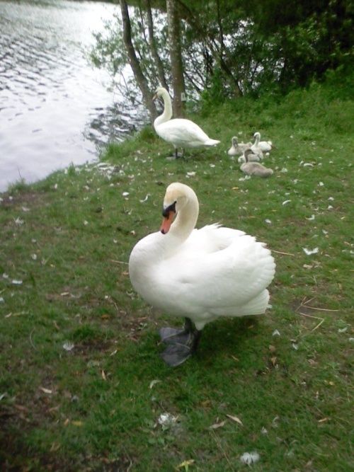 L'ATTAQUE DU CYGNE...AVANT-COUREUR.