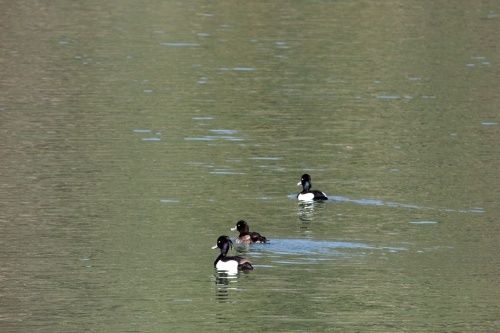 PARMI LES CANARDS FULIGULES, VOICI LE MORILLON.