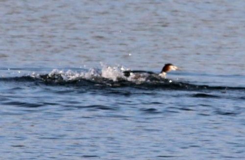 LA JALOUSIE DU GREBE HUPPE.