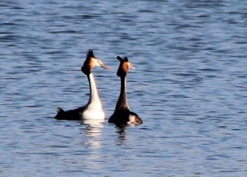 LA JALOUSIE DU GREBE HUPPE.