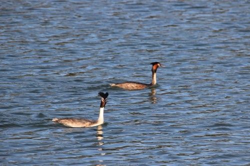 LA JALOUSIE DU GREBE HUPPE.