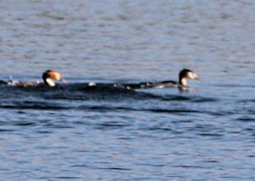 LA JALOUSIE DU GREBE HUPPE.