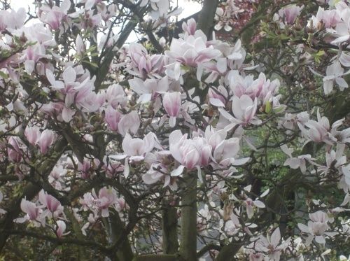 Le « faux tulipier » ou Magnolia soulangeana.
