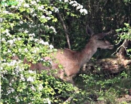 BICHES SURPRISES AU TELE-OBJECTIF EN FORET.