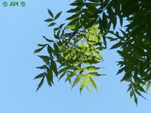 RECONNAÎTRE LES DIFFERENTES ESSENCES GRÂCE A LEURS FEUILLES.