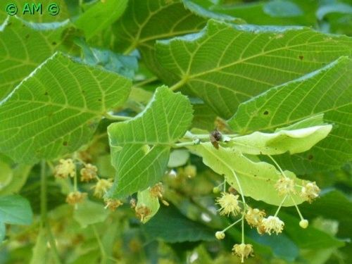 RECONNAÎTRE LES DIFFERENTES ESSENCES GRÂCE A LEURS FEUILLES.