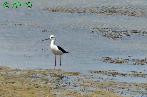 L' ECHASSE BLANCHE, UN PETIT ECHASSIER BIEN EMBARRASSE AVEC SES LONGUES PATTES.