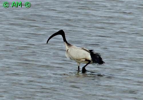 J'AI RAPPORTE L'IBIS SACRE POUR VOUS, MAIS EST-CE UNE ESPECE INVASIVE ?