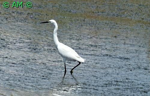 L'AIGRETTE GARZETTE, REINE DES MARAIS DE GUERANDE.