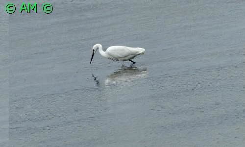 L'AIGRETTE GARZETTE, REINE DES MARAIS DE GUERANDE.