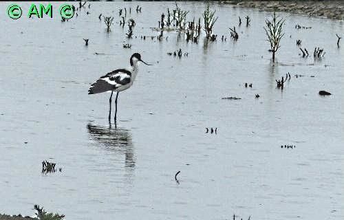 LES AVOCETTES ELEGANTES DES MARAIS DE GUERANDE.