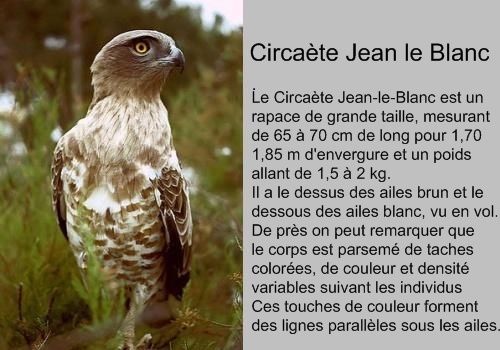 VIDEO EXCEPTIONNELLE REALISEE PAR ANTOINE AU LAC DU DER.
