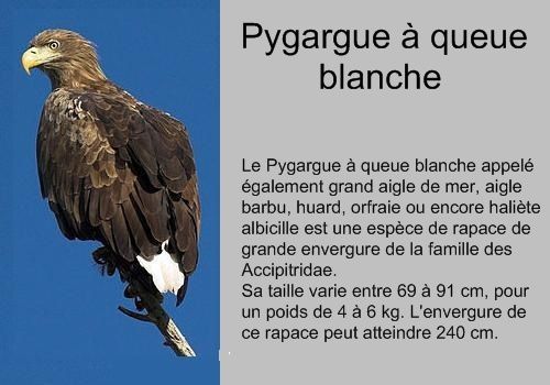 VIDEO EXCEPTIONNELLE REALISEE PAR ANTOINE AU LAC DU DER.