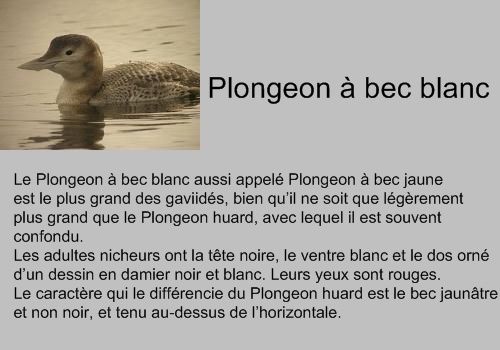 VIDEO EXCEPTIONNELLE REALISEE PAR ANTOINE AU LAC DU DER.