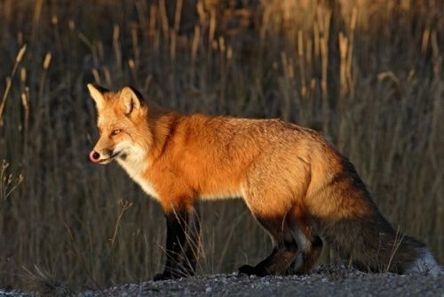 LE RENARD ROUX, HÔTE DISCRET DE NOS BOIS ET FORÊTS.