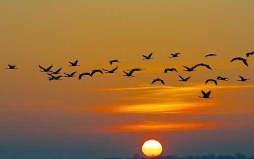OCTOBRE, PLEINE EPOQUE DE MIGRATION AVEC HALTE EN ZONES HUMIDES
