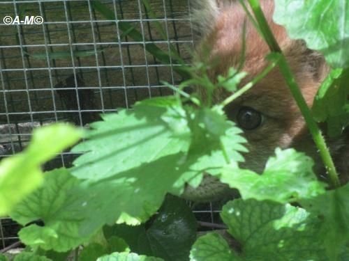 LE RENARD ROUX