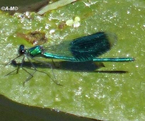 CALOPTERYX VIRGO OU CALOPTERYX VIERGE.
