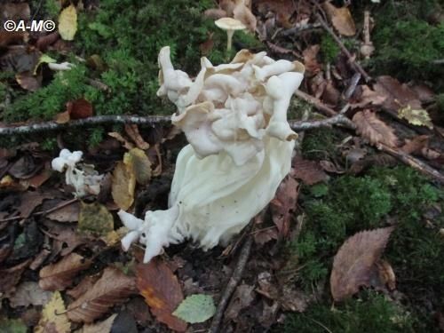 L'HELVELLE CREPUE OU MORILLE D'AUTOMNE.
