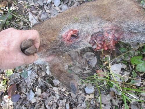 CHERES AMIES ET AMIS DE ARMENTIERES EN BRIE, NOUS N'AVONS PAS DE QUOI ÊTRE FIERS DE QUELQUES CHASSEURS.
