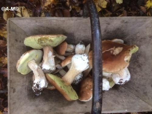 LE BOLETUS EDULIS OU, ICI, LE CEPE D'AUTOMNE.