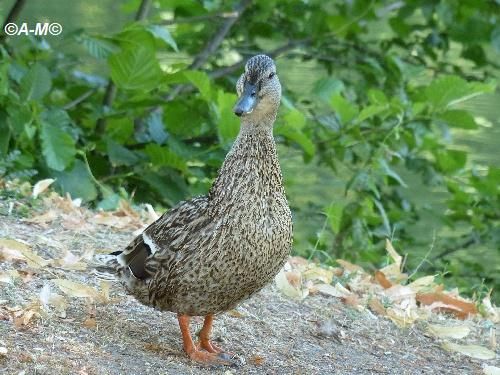 Canards colverts en promenade.