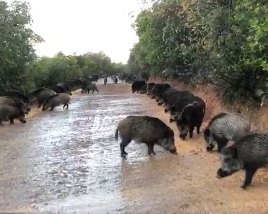 Les chasseurs les appellent les &quot;cochons&quot;.