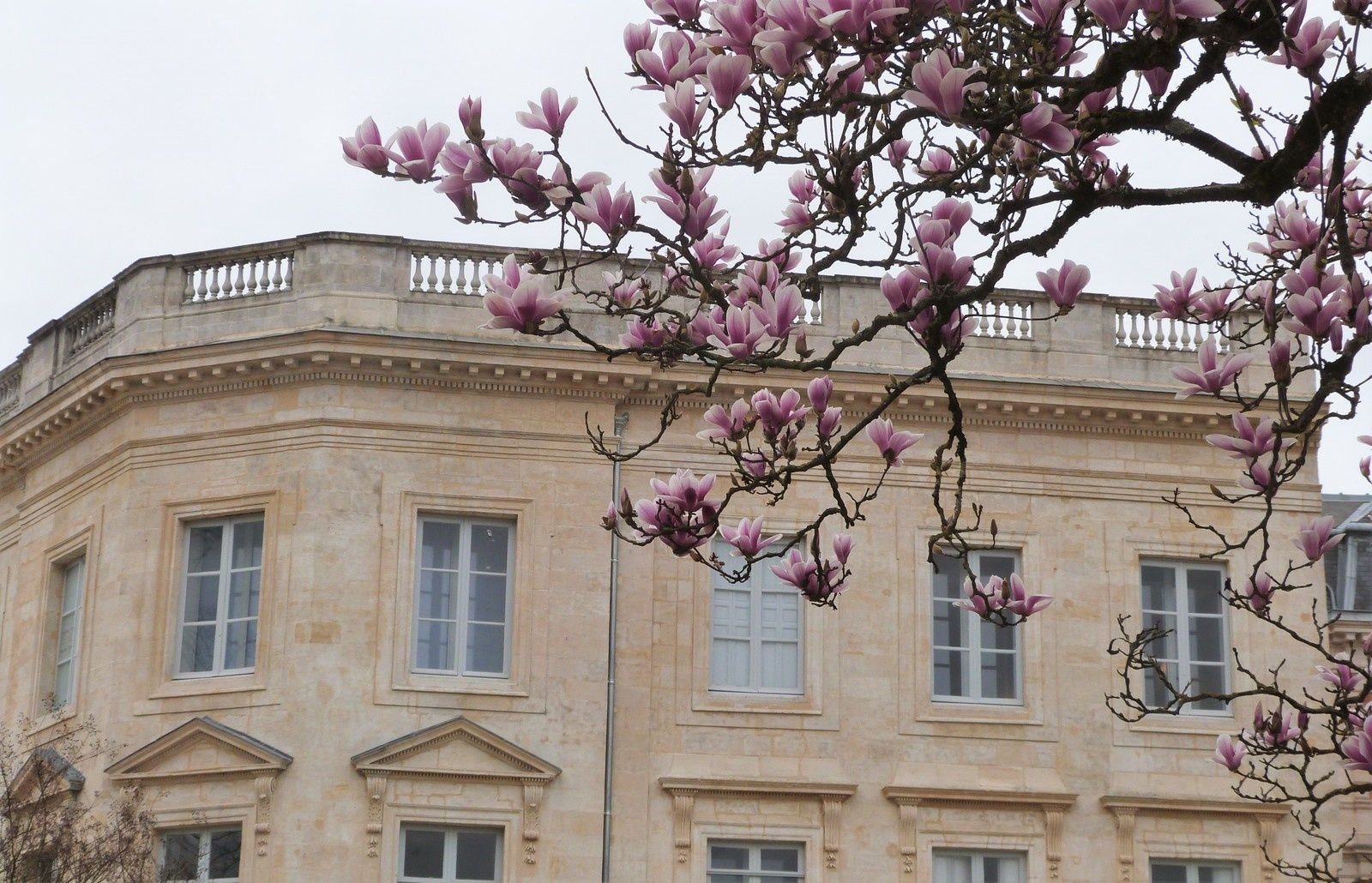 Jardin Public Bordeaux - Magnolias