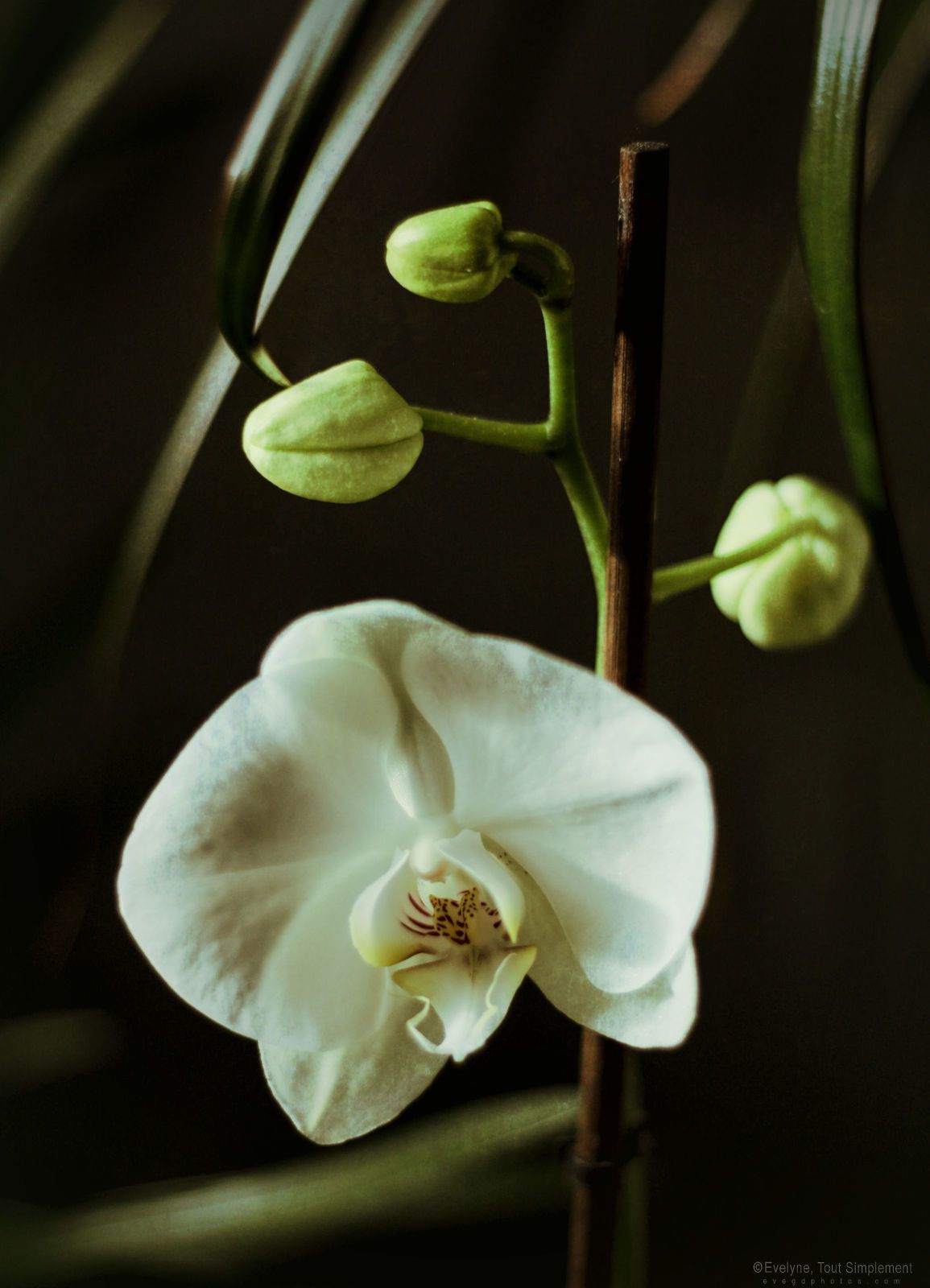 Phalaenopsis..
