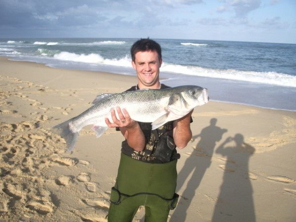 Gros bar franc de 5.250 kilos