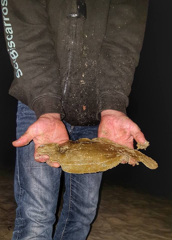 surfcasting sole