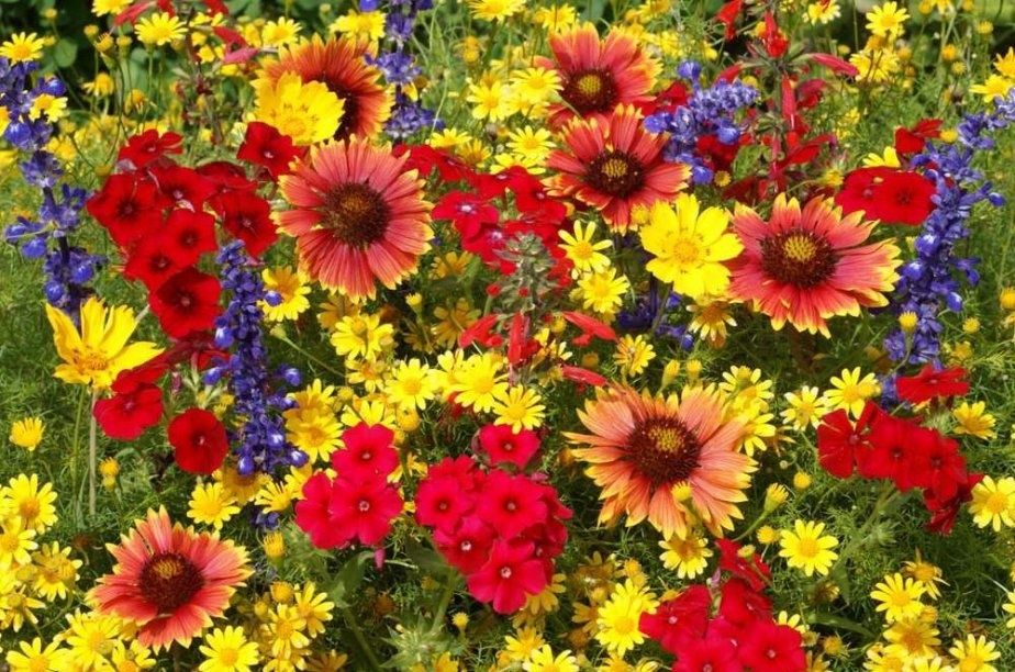 Laurent Voulzy Le Pouvoir Des Fleurs Fo Retail