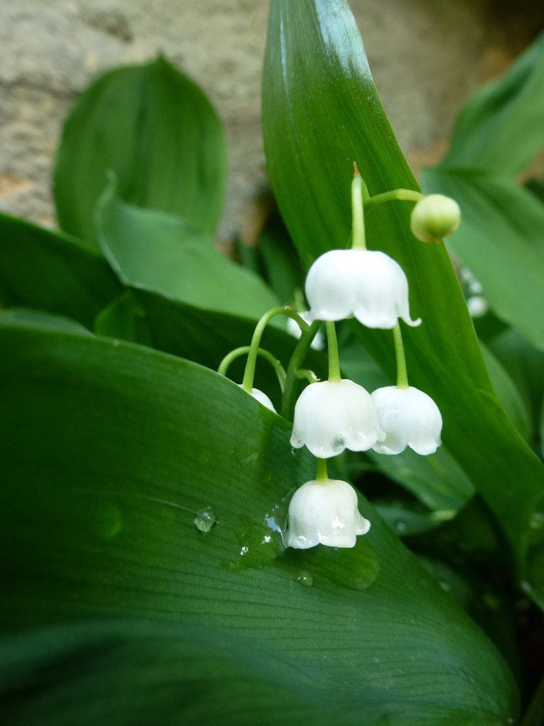 Un bouquet de muguet pour la Photo du dimanche (#Photodimanche2 pour moi) -  Dans la Bulle de Manou