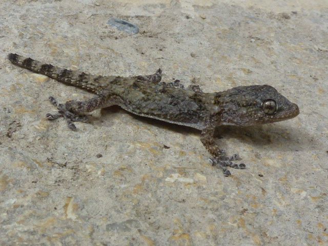 Ni la salamandre, ni le gecko ne sont des animaux très dangereux pour les  humains