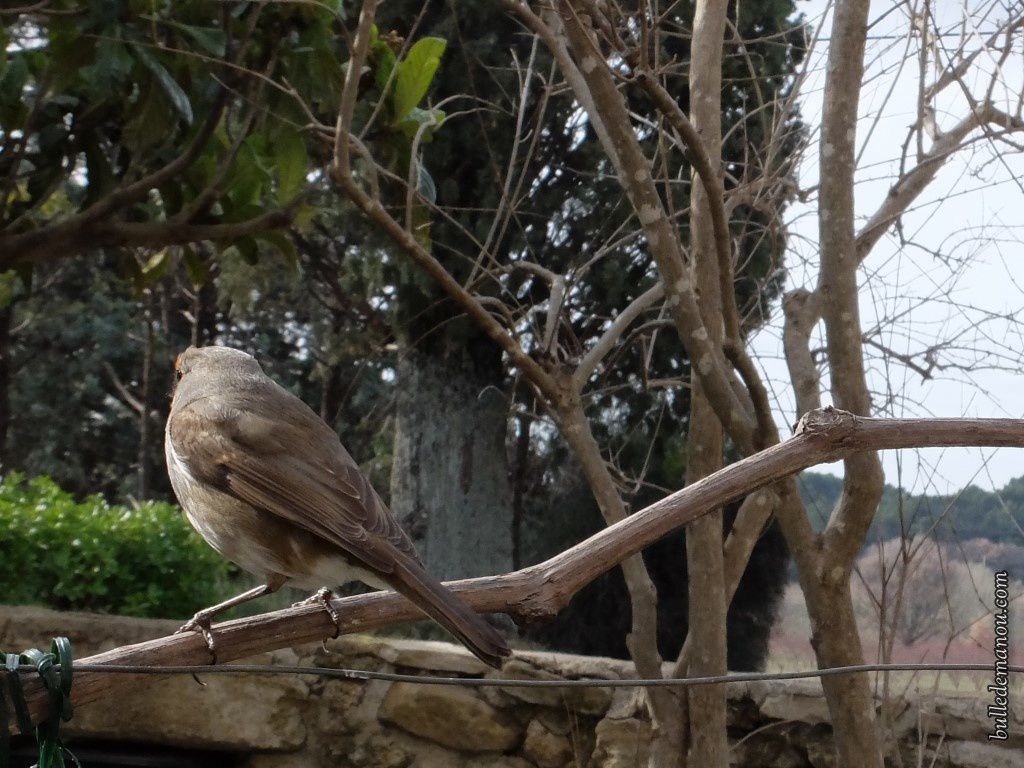 Le rouge-gorge, petit oiseau familier de nos jardins - Dans la Bulle de  Manou