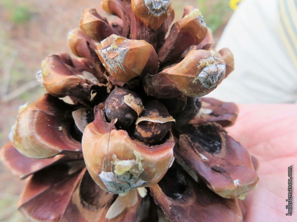 Le pignon de pin, trésor de Provence Dans la Bulle de Manou