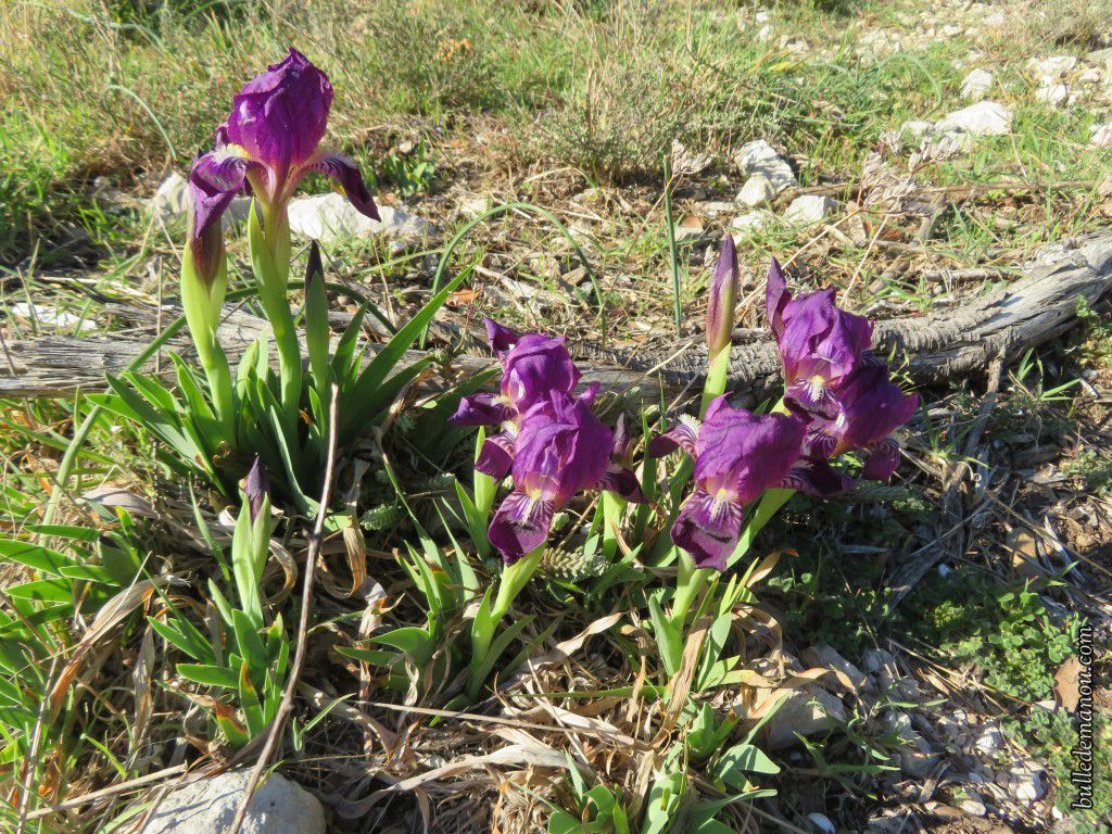 Iris des garrigues en groupe