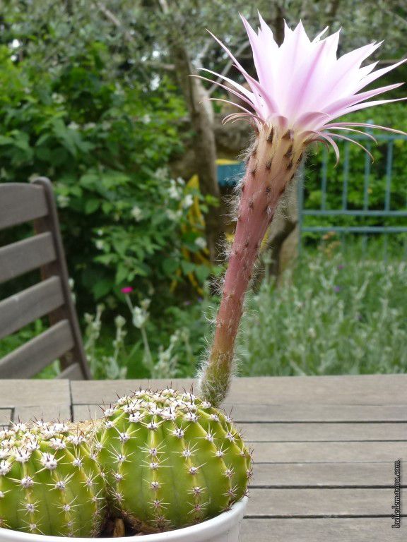 Cet Échinopsis n'a pas fleuri depuis 5 ans à mon grand regret