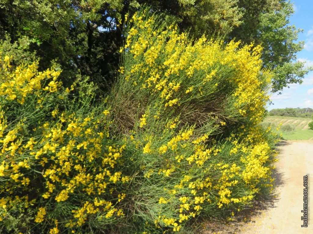 Fleurs sauvages de Provence (1) - Dans la Bulle de Manou