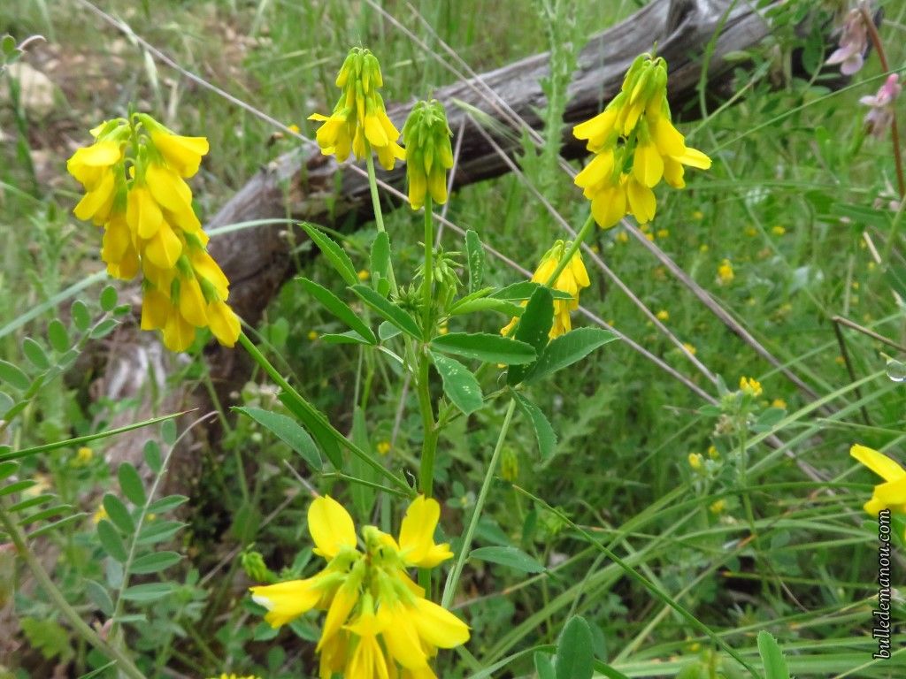 Fleurs sauvages de Provence (1) - Dans la Bulle de Manou