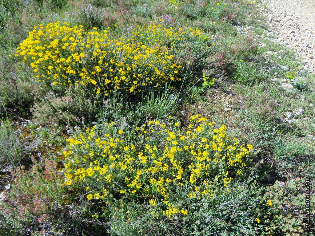 Fleurs sauvages de Provence (1) - Dans la Bulle de Manou