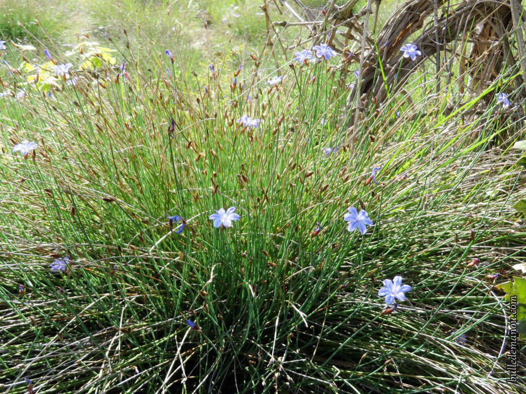 Fleurs sauvages de Provence (3) - Dans la Bulle de Manou