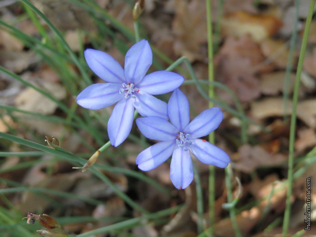 Fleurs sauvages de Provence (3) - Dans la Bulle de Manou