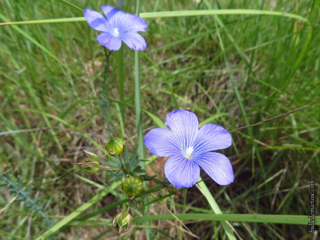 Fleurs sauvages de Provence (3) - Dans la Bulle de Manou