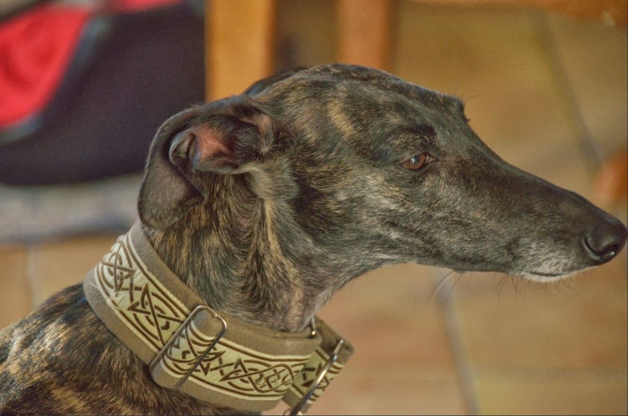 Repose En Paix Douce Mona Aide Aux Refuges Espagnols Et Aux Animaux Maltraites