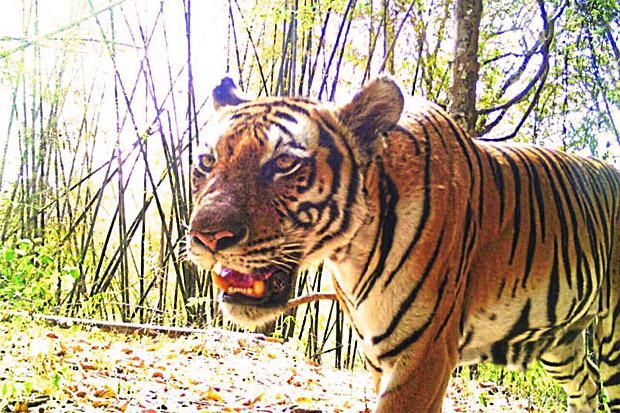 Thai zoo under fire after poked tiger video goes viral