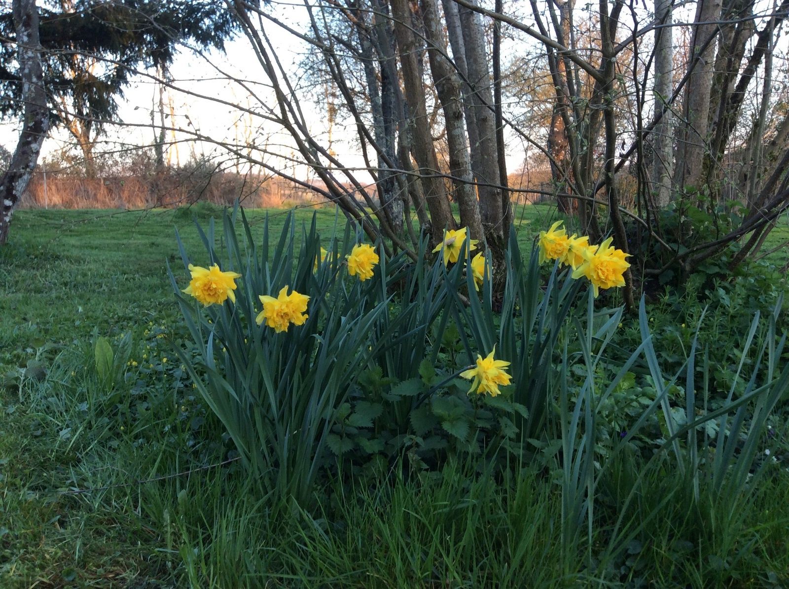 Jonquilles en Puisaye