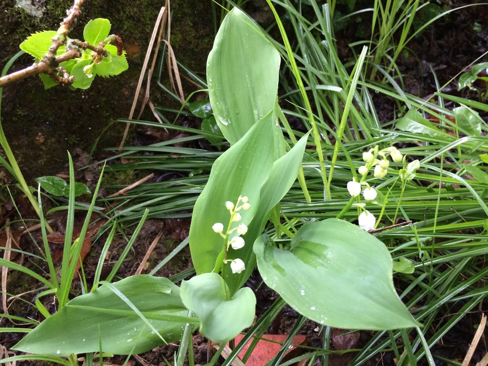 Muguet de Malicorne 