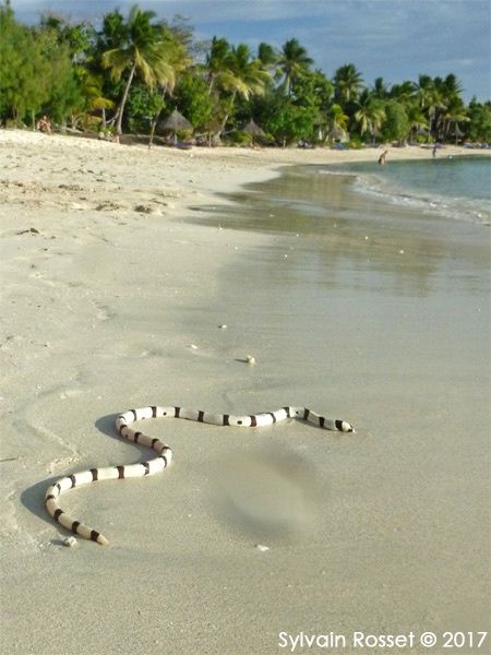 Anguille serpent à bandes (Myrichthys colubrinus) sur une plage de sable