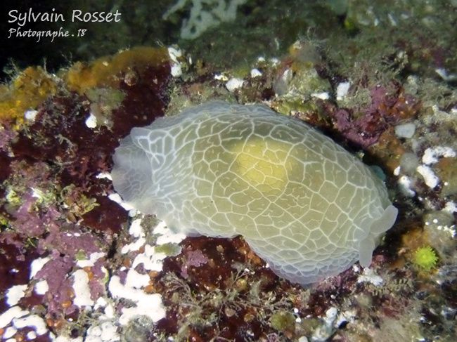 Nudibranche - Plongée au Cap-Vert